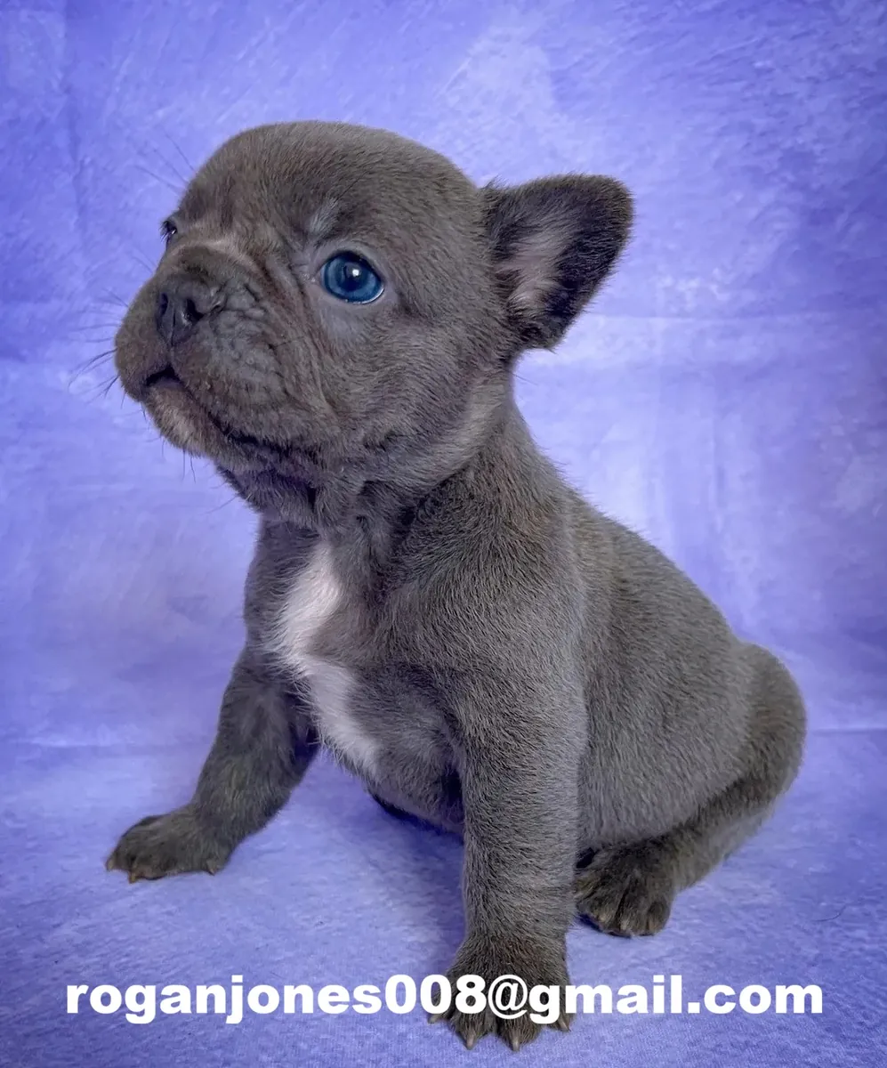 Lindo Bulldog Francés