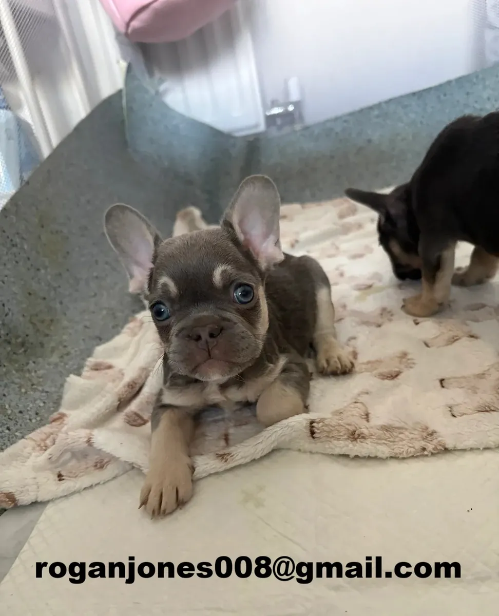 Adorables cachorros Buldogue Francés