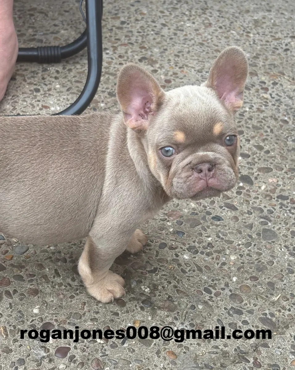Disponibili pui de Bulldog Francez de calitate superioară