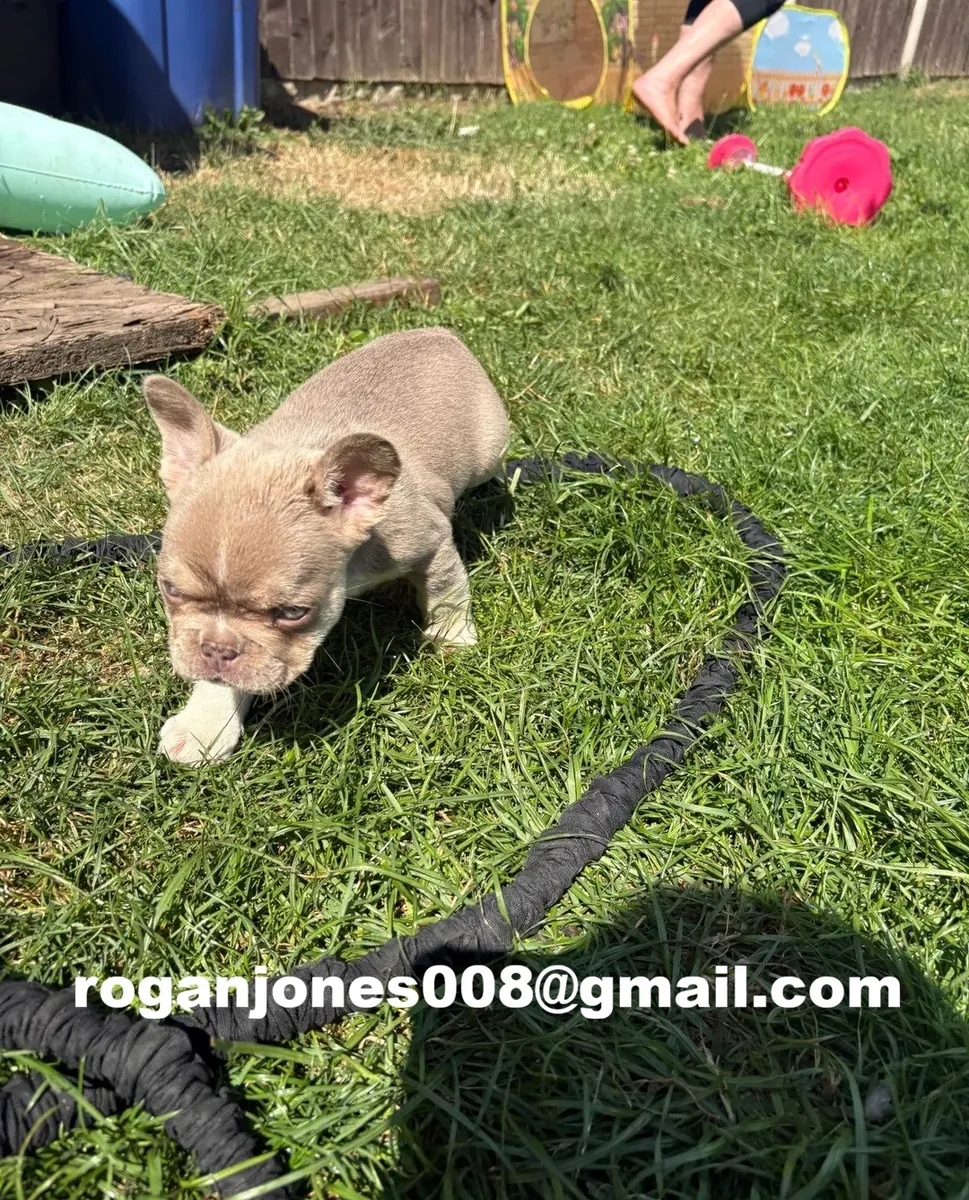 Chiots bulldog français magnifiques