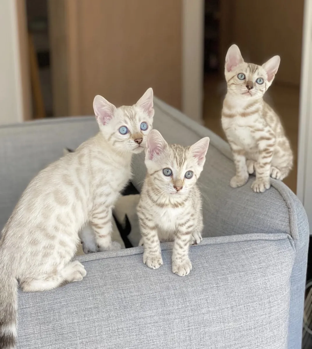chatons bengals