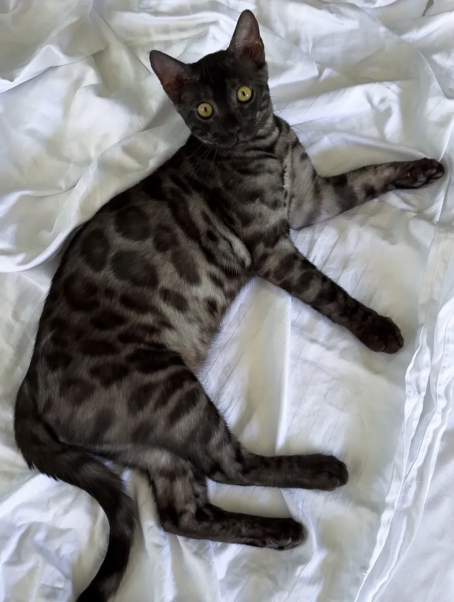 Chat Bengal