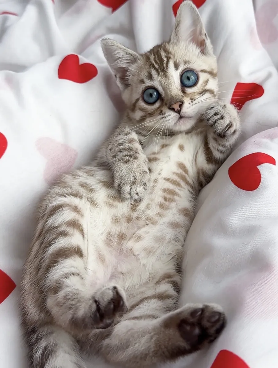 Gatitos bengalíes
