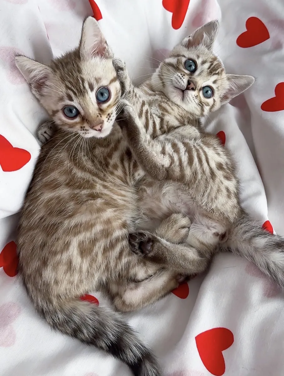 Gatitos bengalíes
