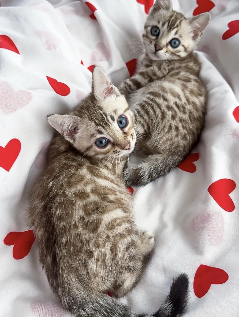 Gatitos bengalíes