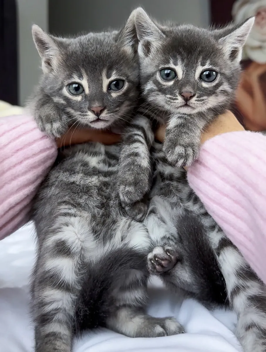 Küçük minileoparlar daire arıyor.