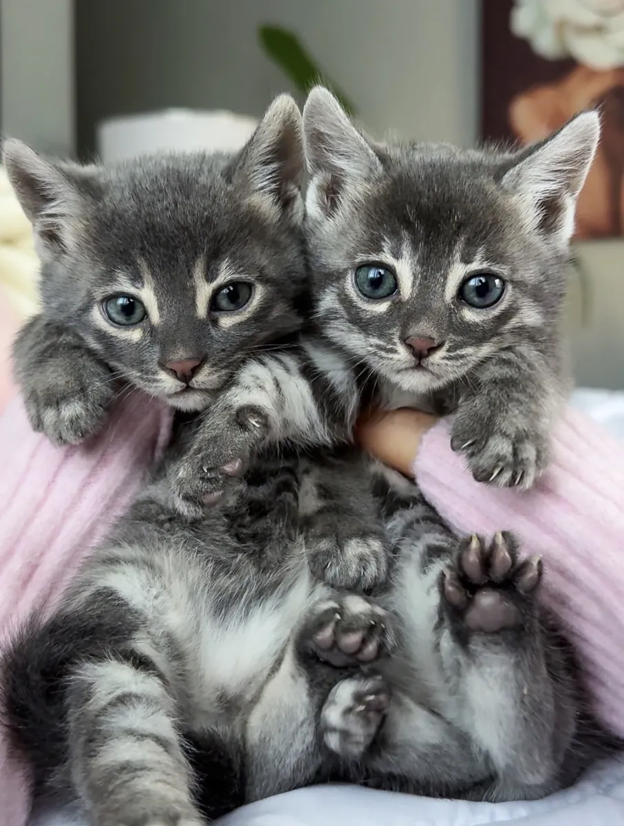 Küçük minileoparlar daire arıyor.