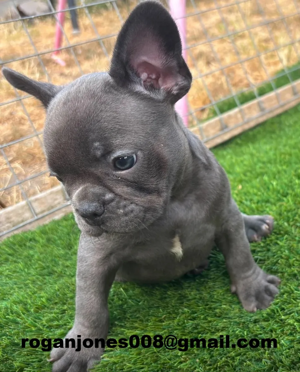 Superbes chiots bulldog français