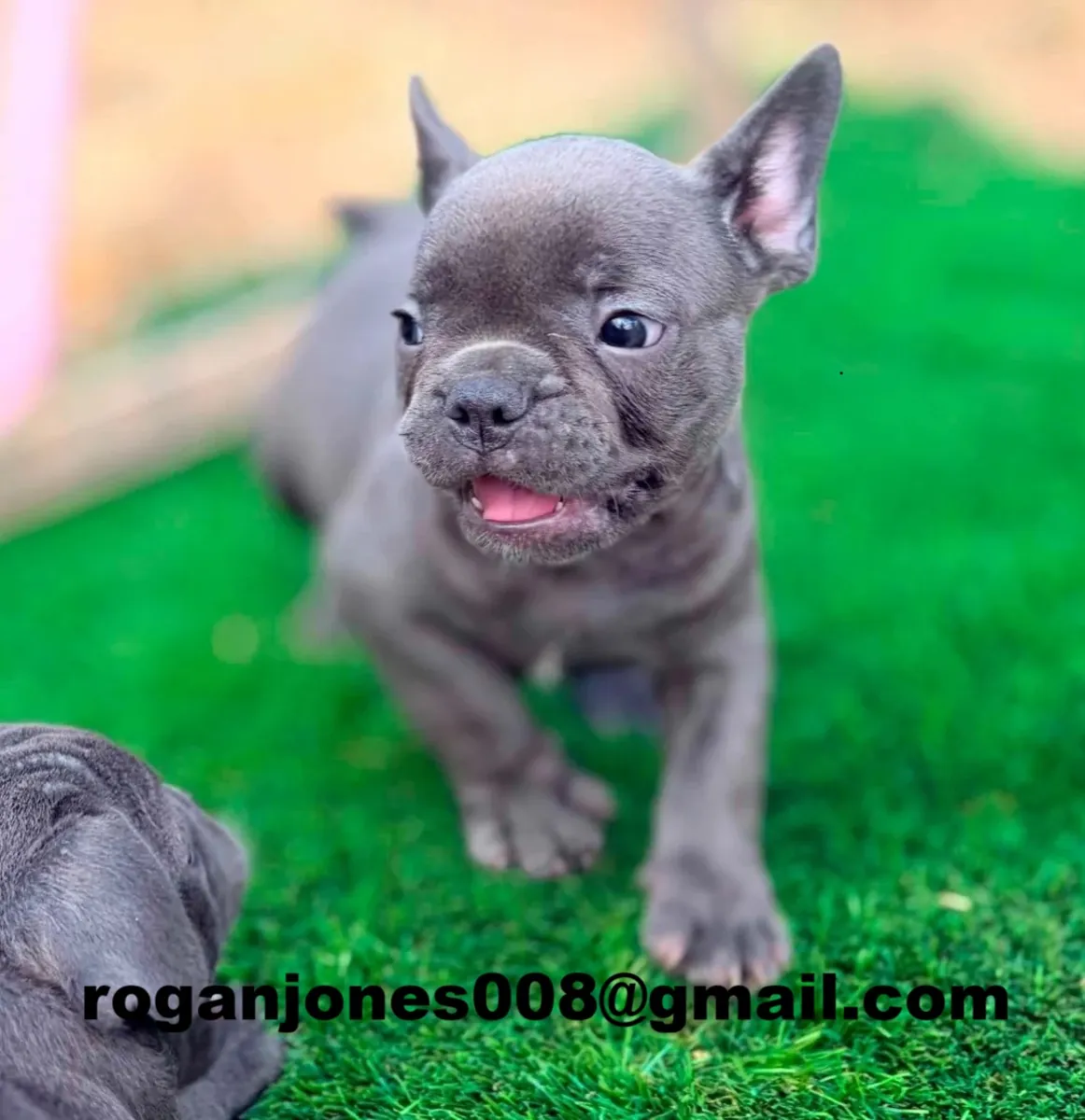 Chiots joyeux de bulldog français à adopter