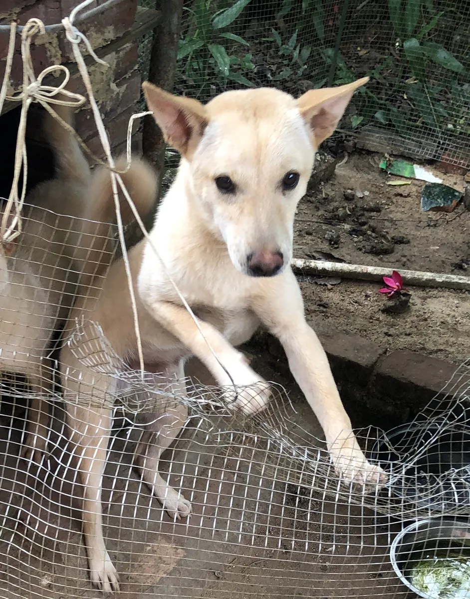 Kırsal Köpek İçin Sevgi Dolu Yeni Sahip Aranıyor