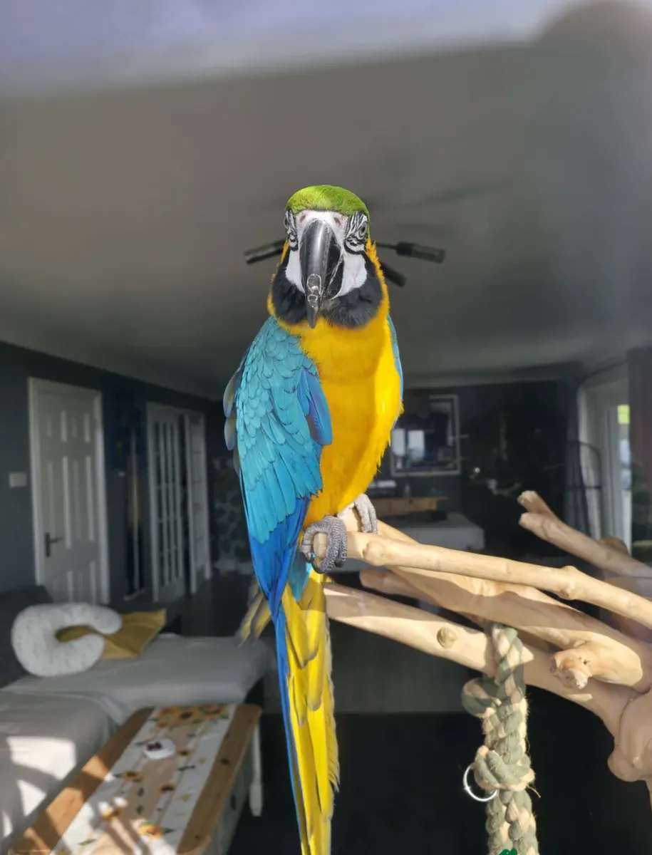 Blue and Gold Macaw Parrots 