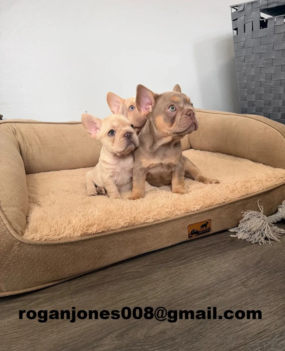 Chiots "Bouledogue Français" Disponibles (Mâles et Femelles)