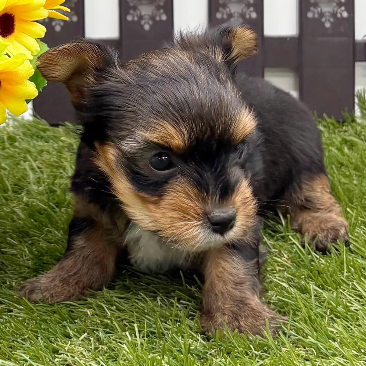 Home Raised and House Broken Yorkies