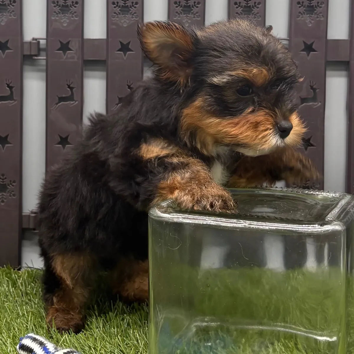 Two Cute Teacup Yorkie Pups