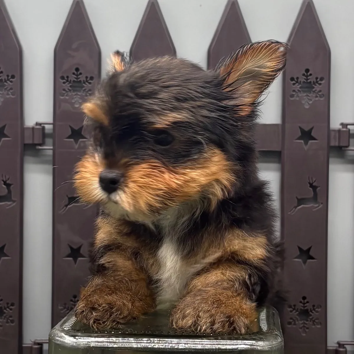 Two Cute Teacup Yorkie Pups