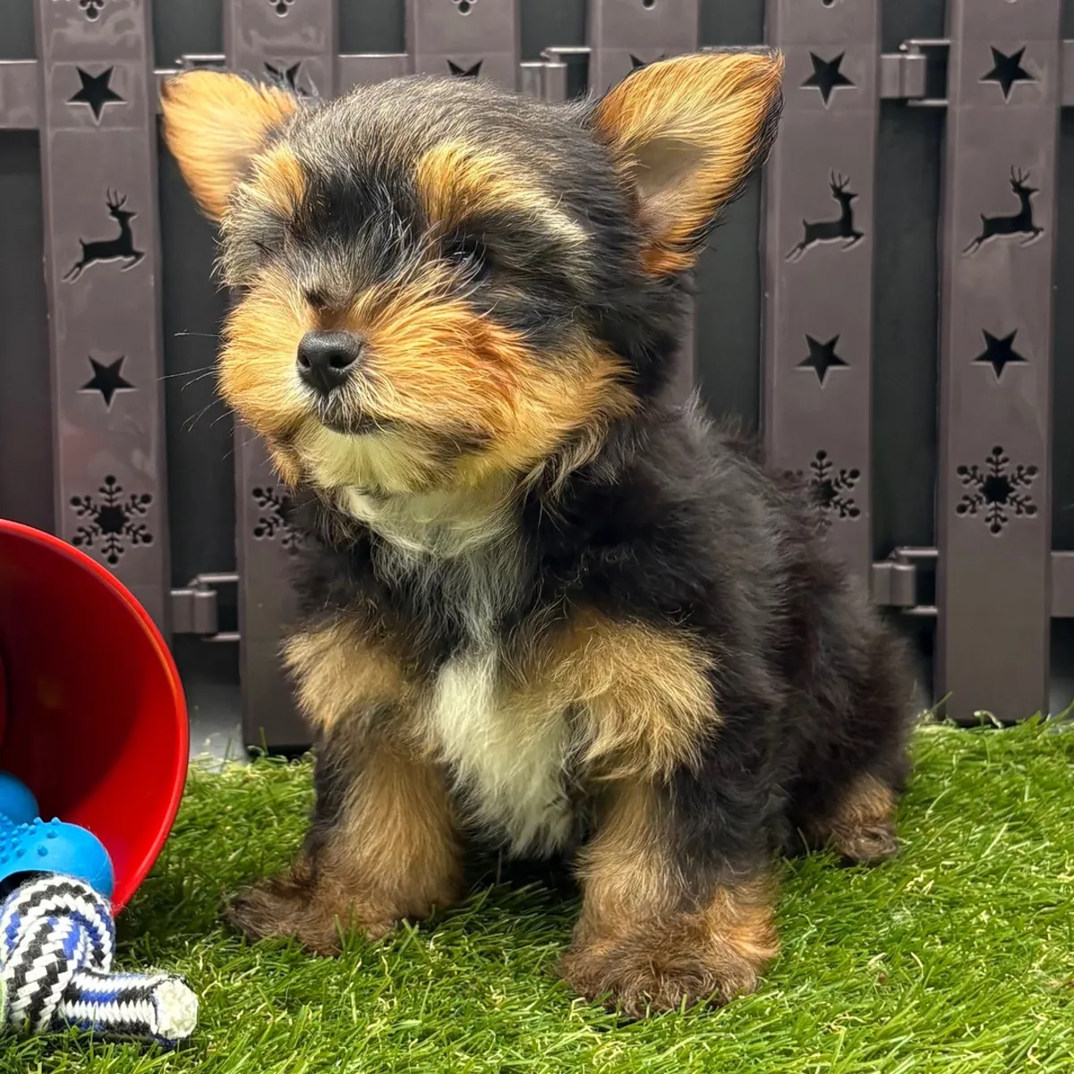 Sevimli Çay Fincanı Yorkie Yavruları