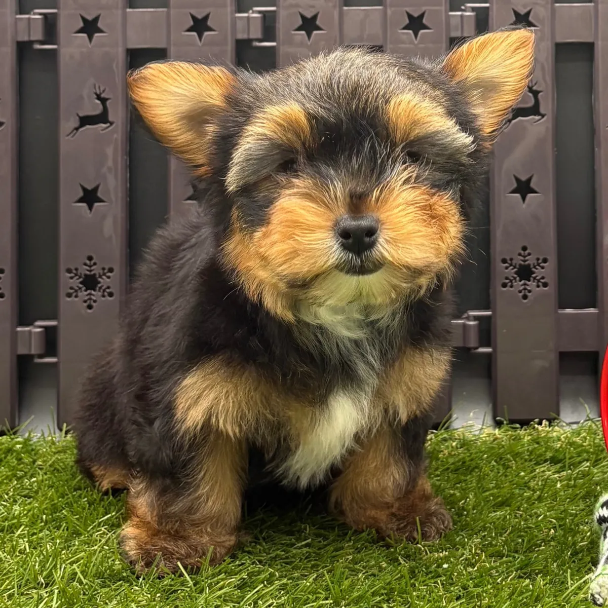 Sevimli Çay Fincanı Yorkie Yavruları