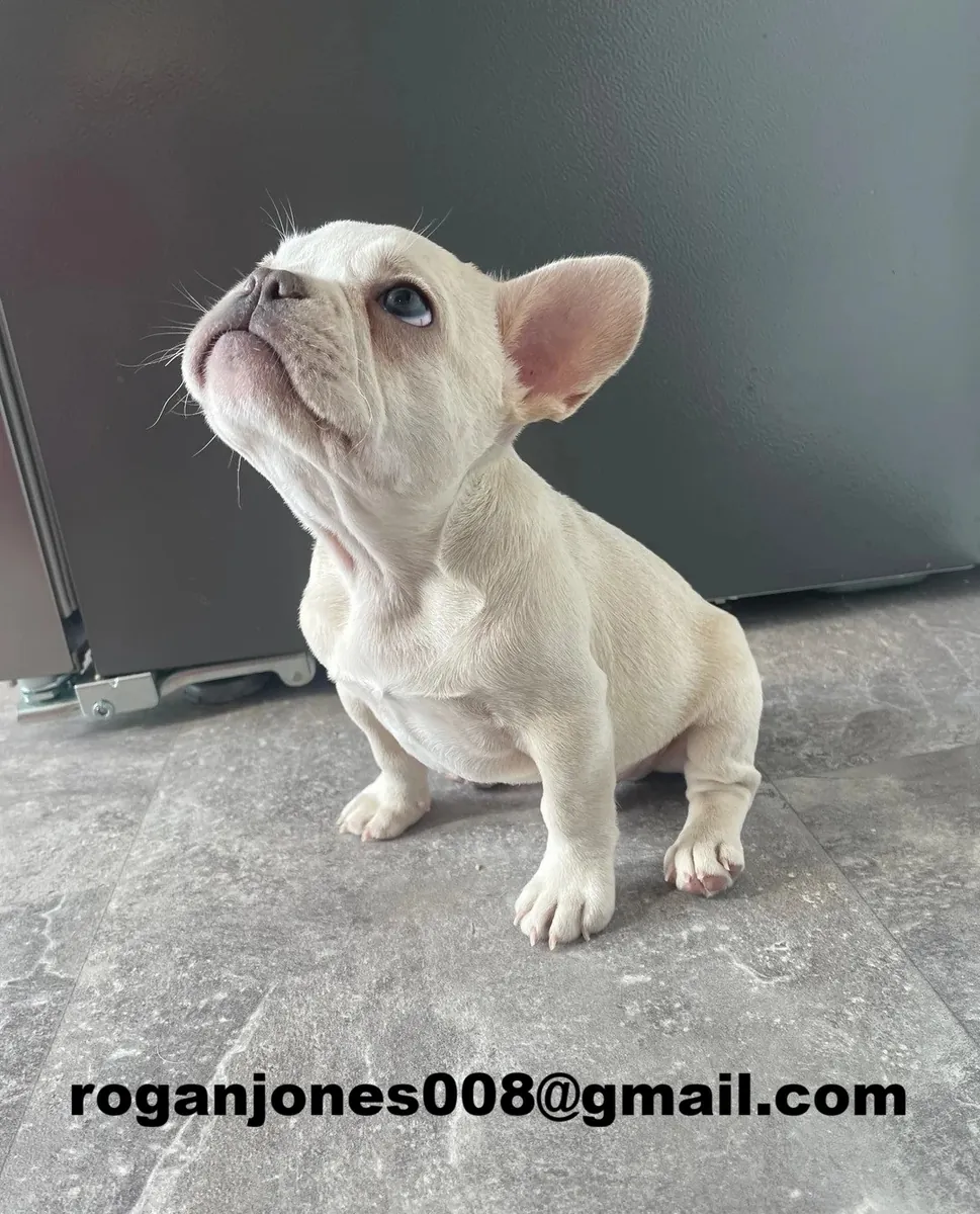 2只法斗幼犬（公犬和母犬）寻找新家