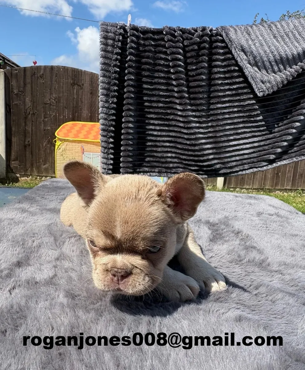 可爱又甜美的法国斗牛犬幼犬