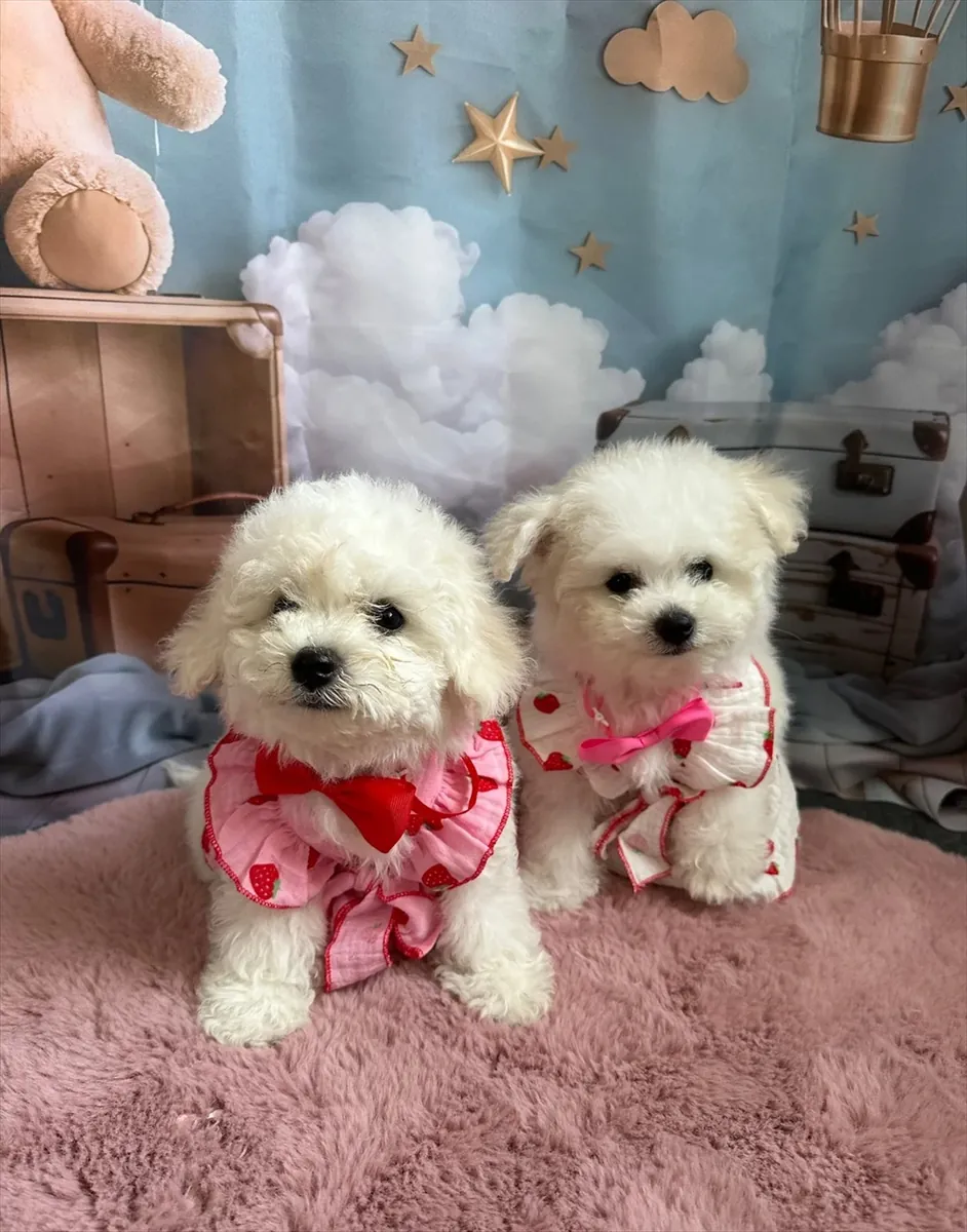 Maltese Puppy