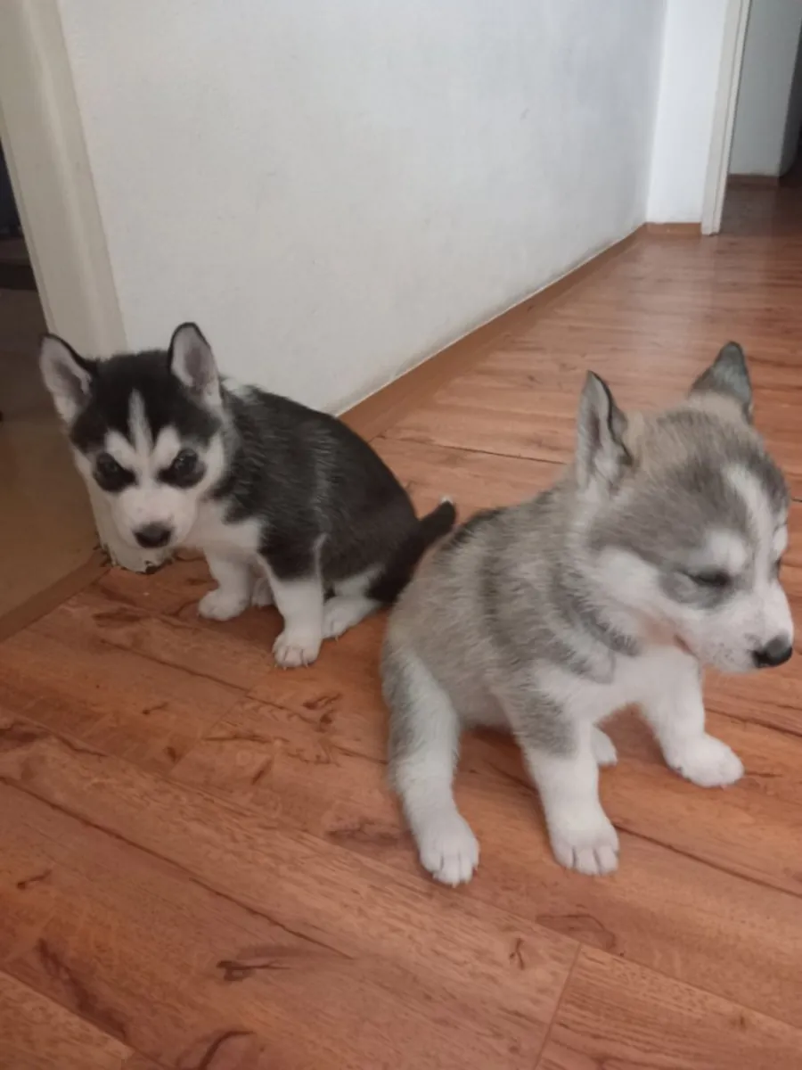 Sibirya Kurdu Yavru Köpekleri