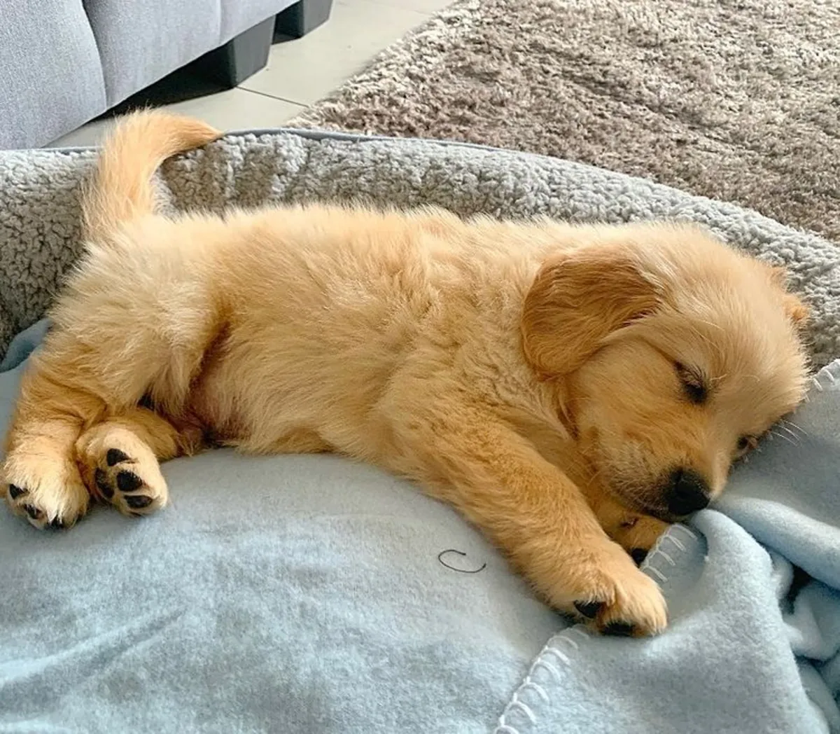 Chiots Golden Retriever