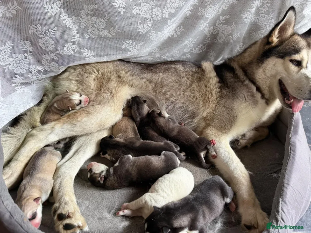 Chiots Husky Sibérien