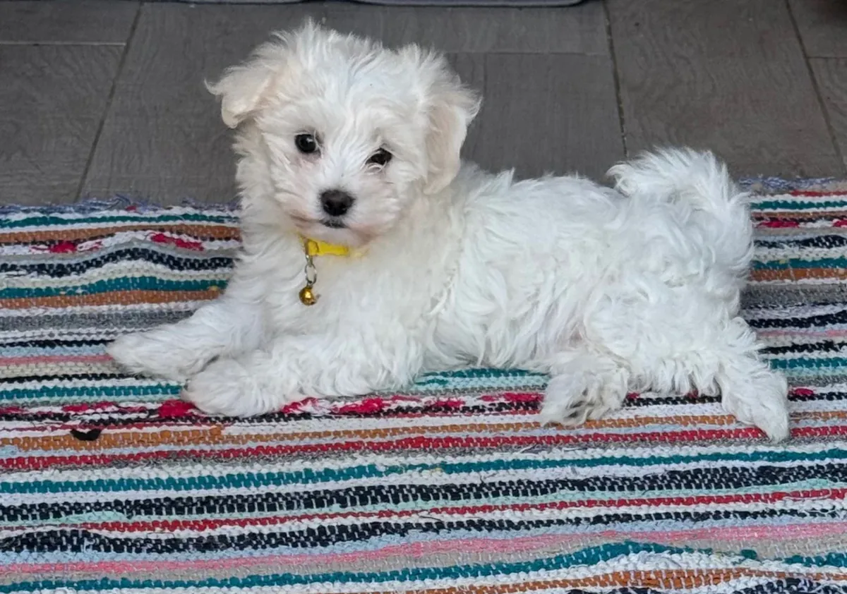Maltese Puppy