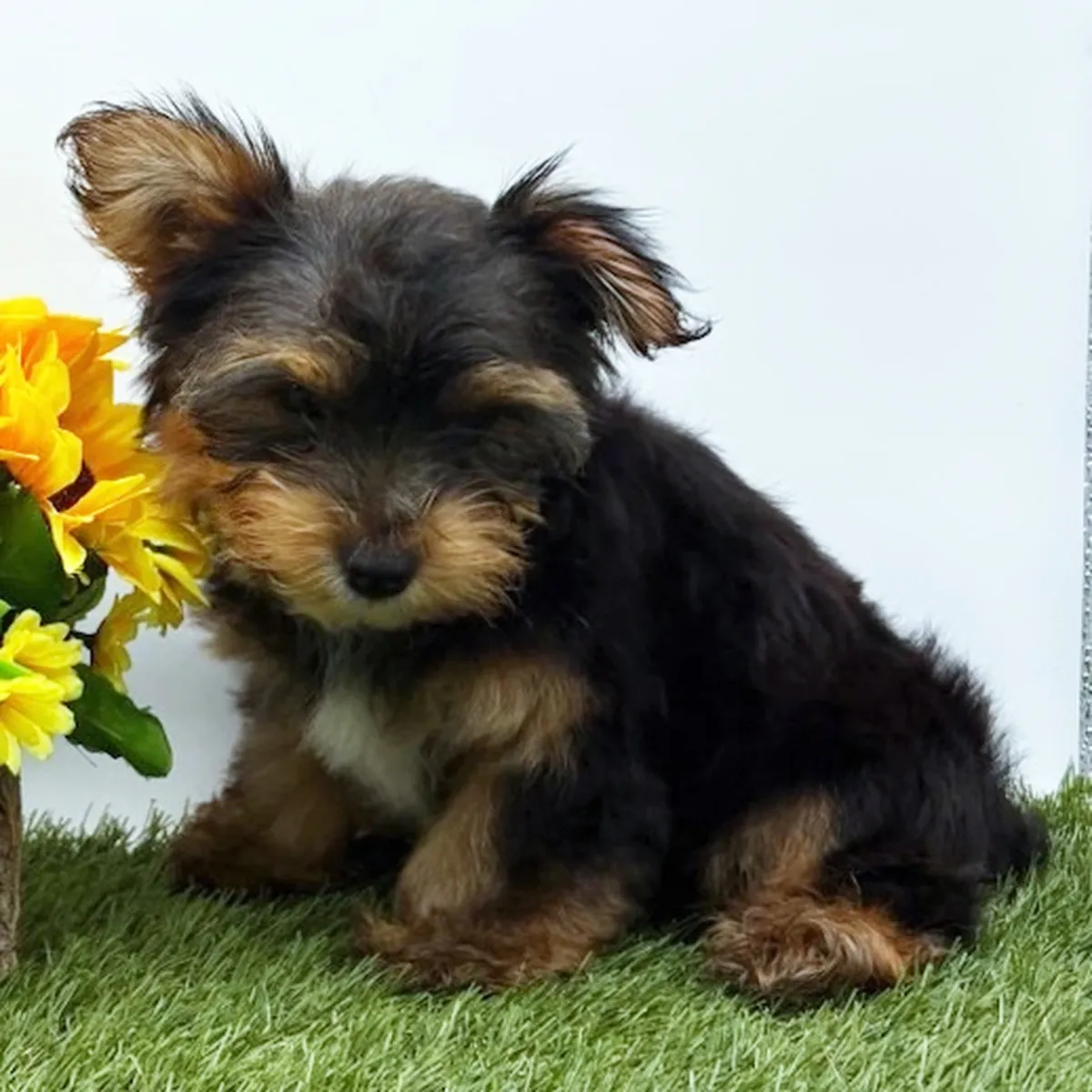 Chiots Yorkie Disponibles