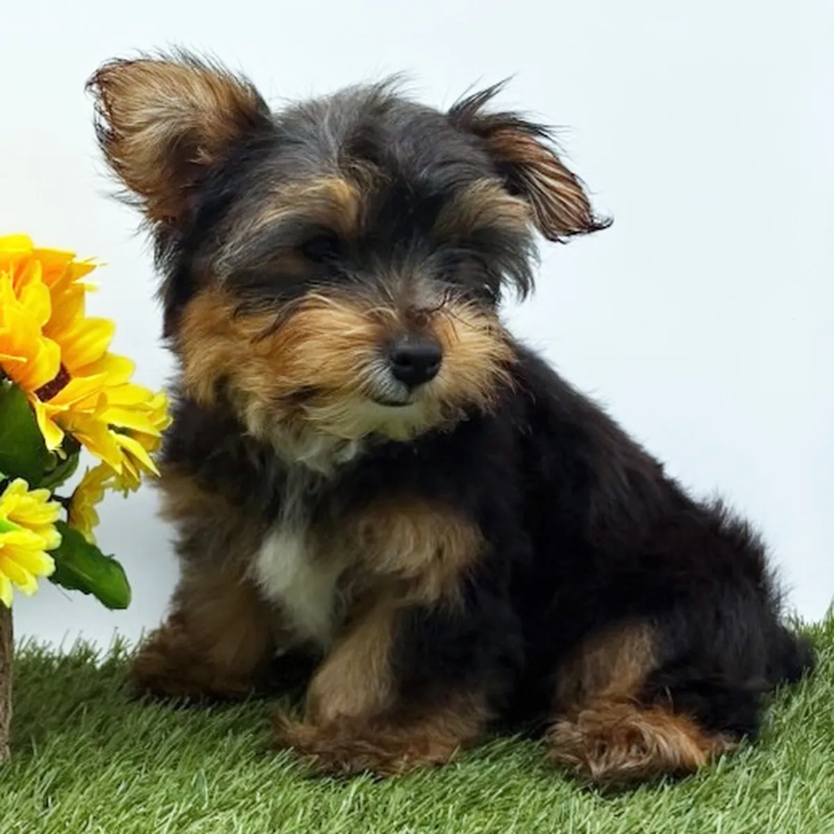 Chiots Yorkie Disponibles