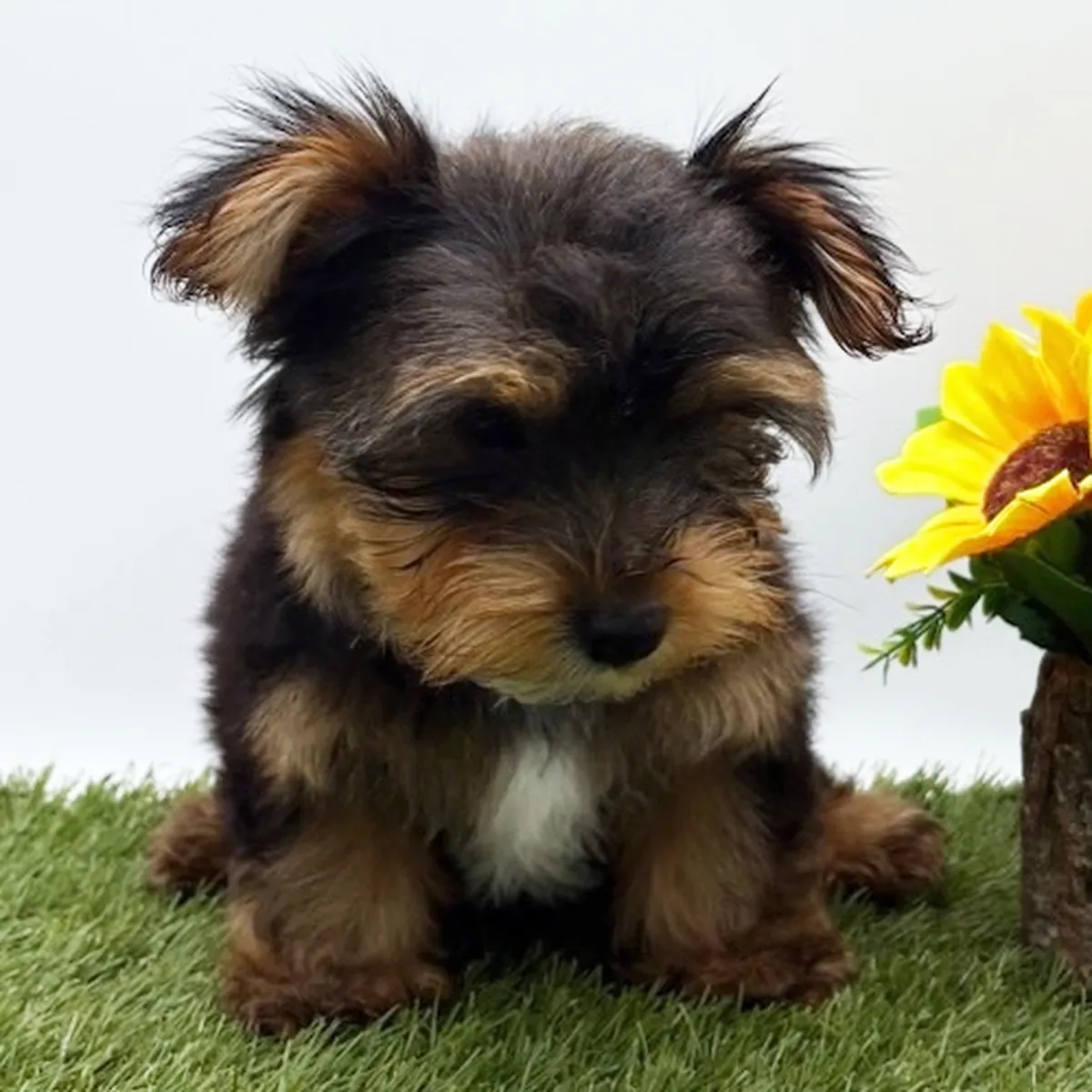 Chiots Yorkie Disponibles