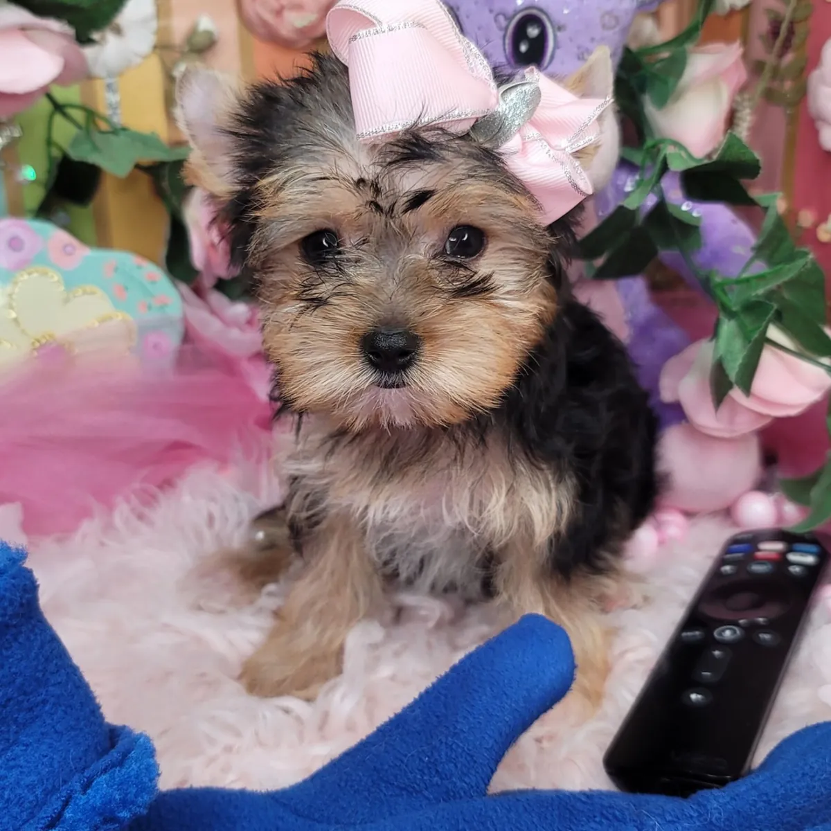 Extra Small AKC Registered Yorkies Puppies 