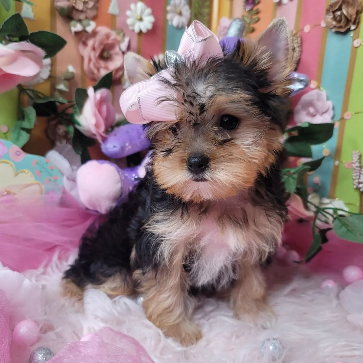 Extra Small AKC Registered Yorkies Puppies 