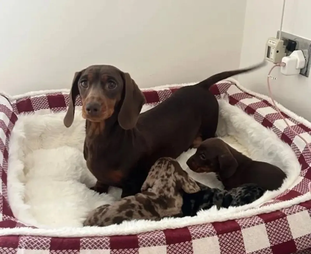 Dachshund Puppies 