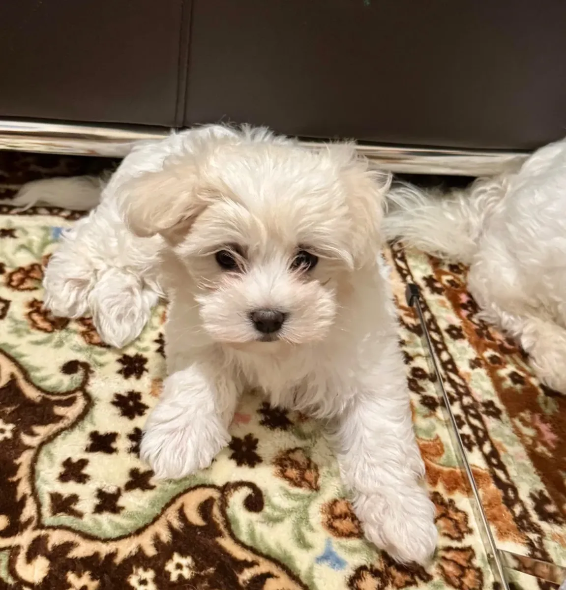 Maltese Puppy
