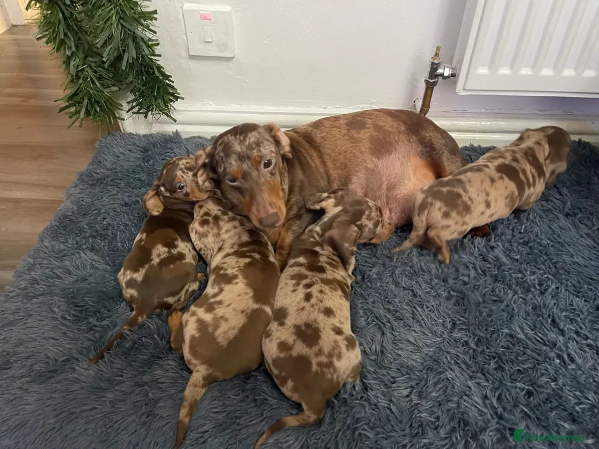 腊肠犬小狗