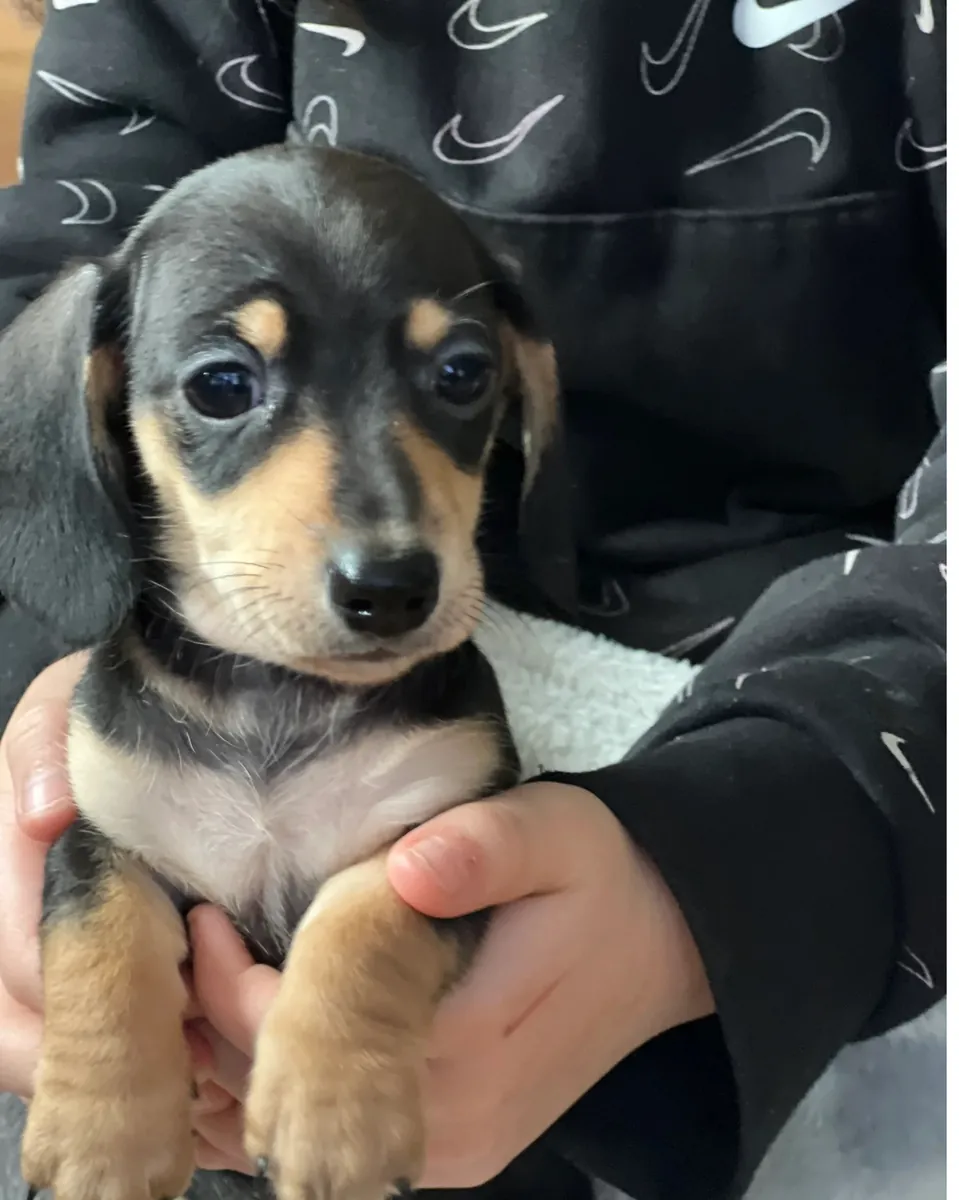 腊肠犬幼犬