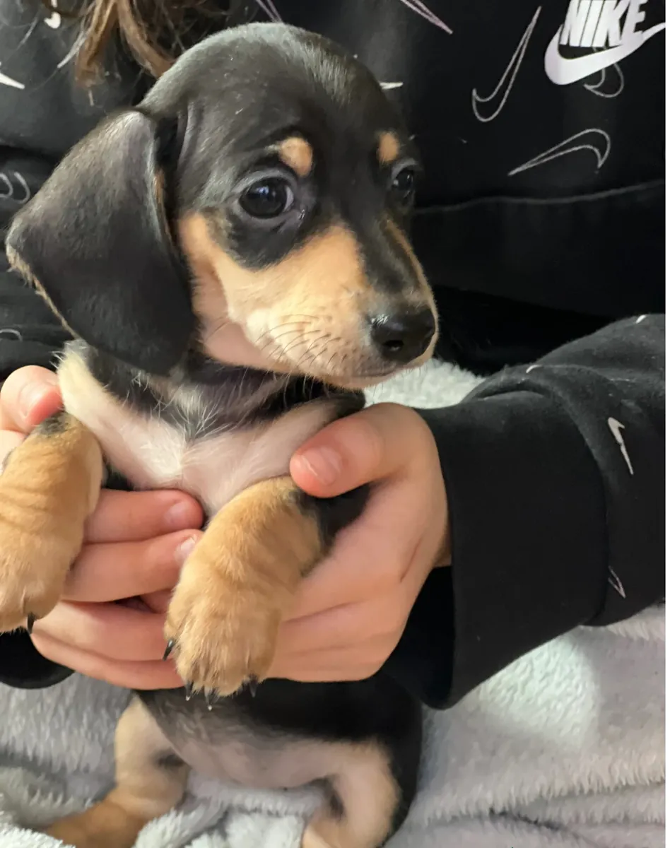 腊肠犬幼犬