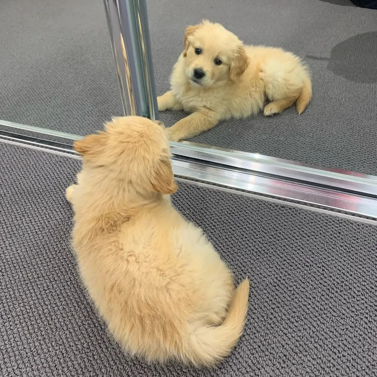 金毛寻回犬幼犬