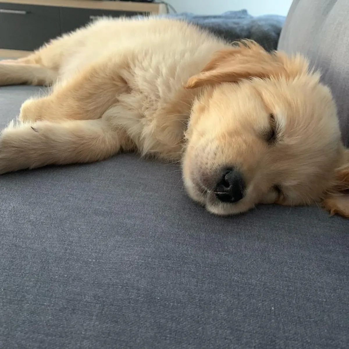 Golden Retriever Puppies 