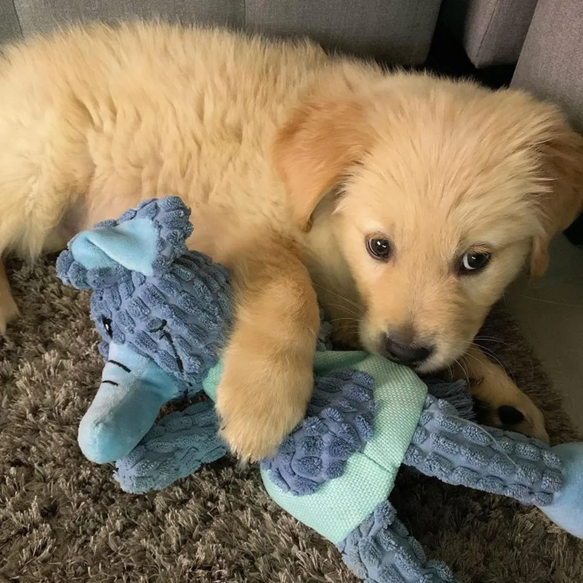 Golden Retriever Puppies 