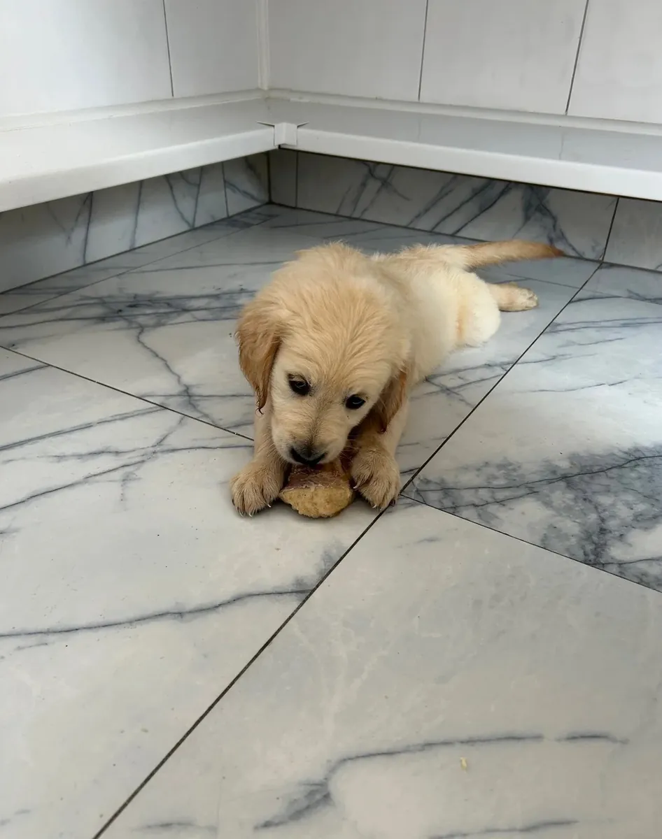 Golden Retriever Yavruları