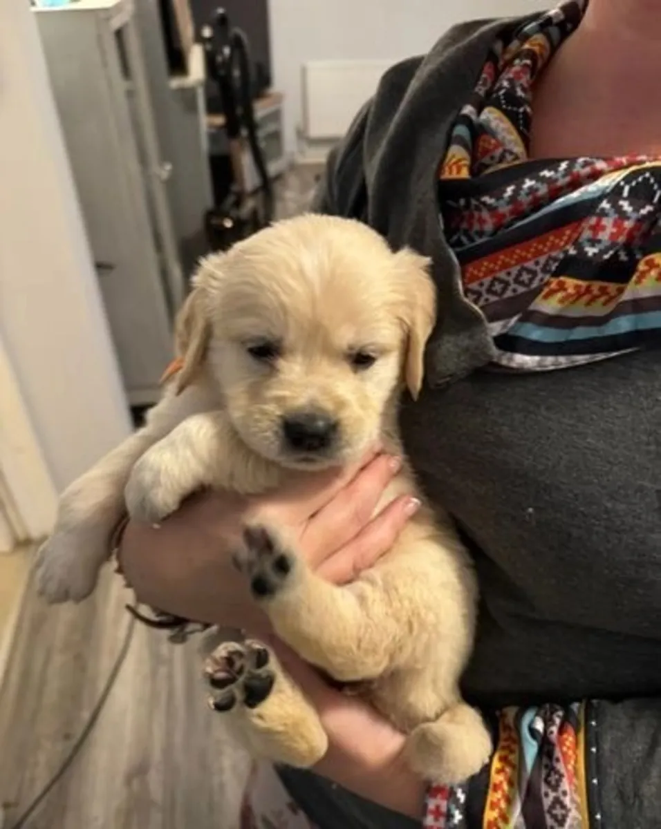 Chiots Golden Retriever