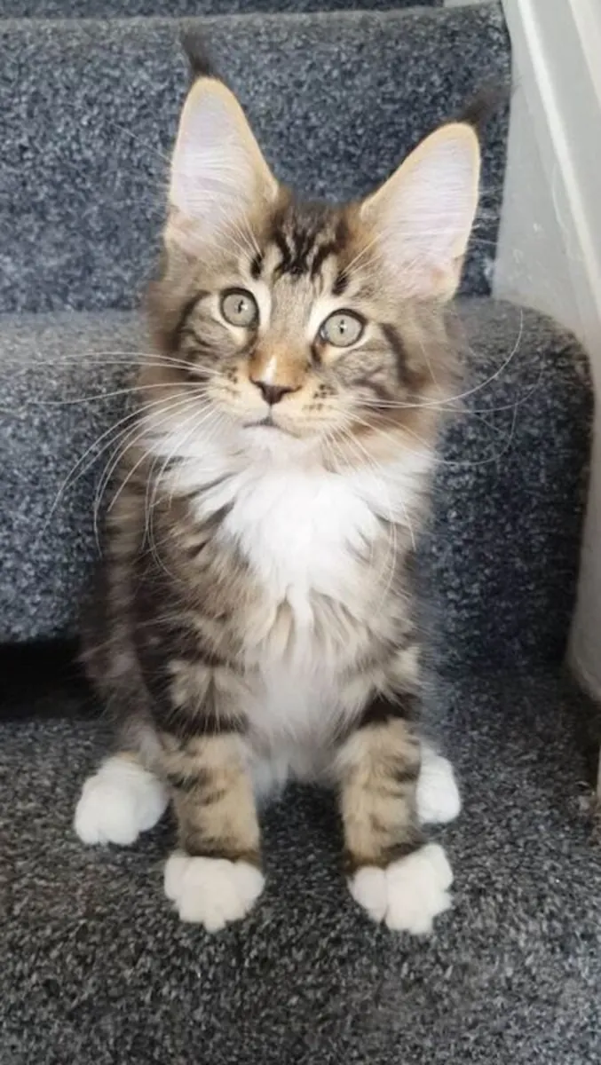 缅因猫小猫待领养。