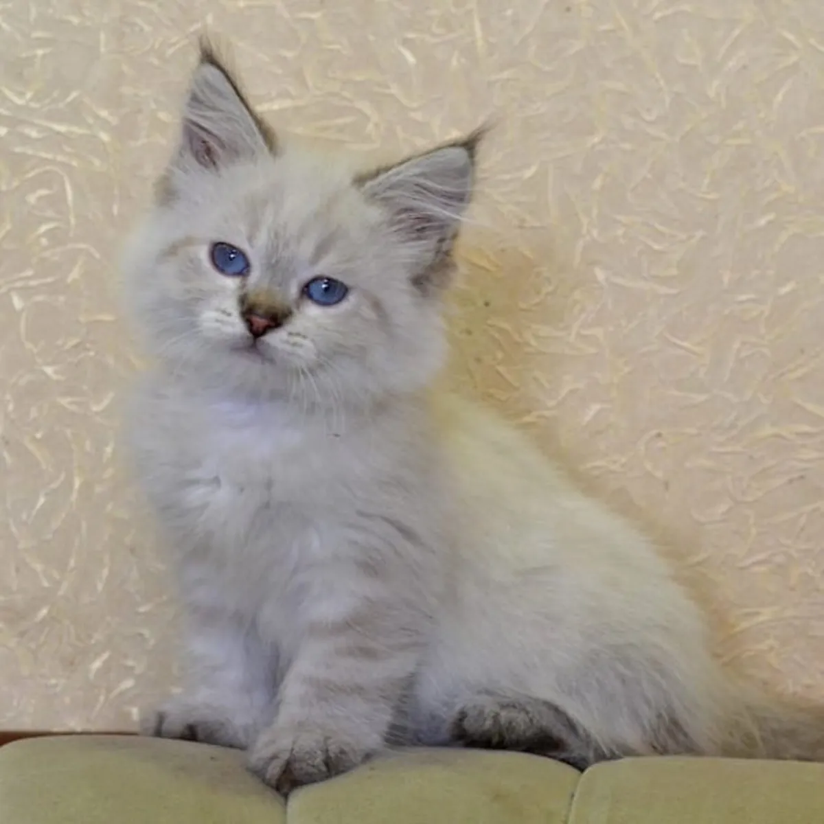 Chatons Sibériens à Adopter