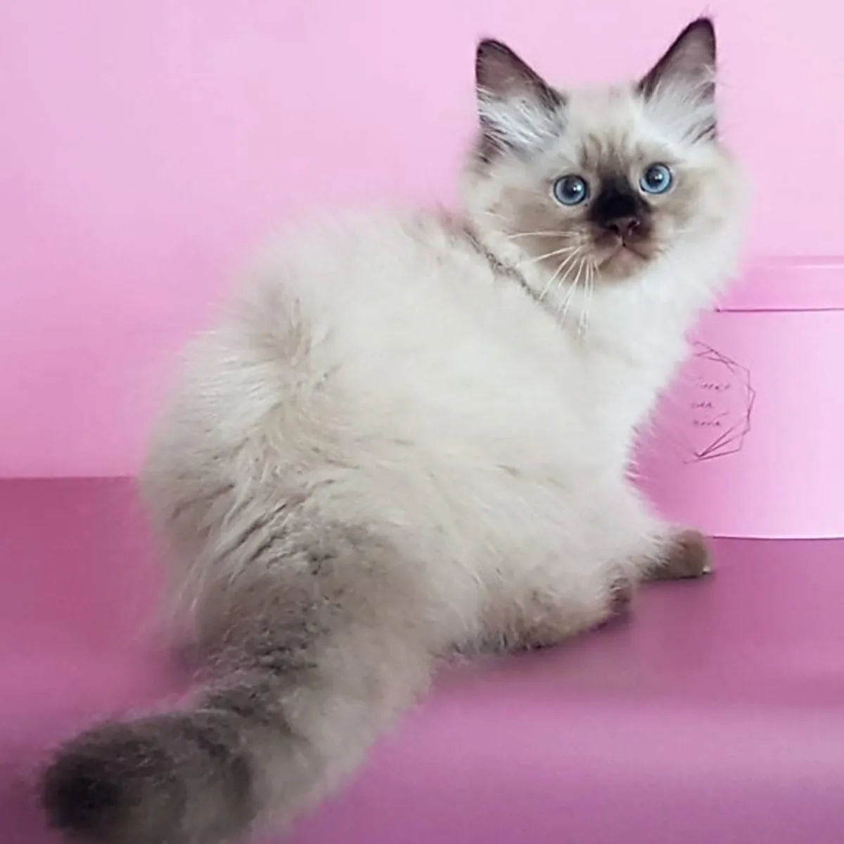 Chatons Sibériens à Adopter
