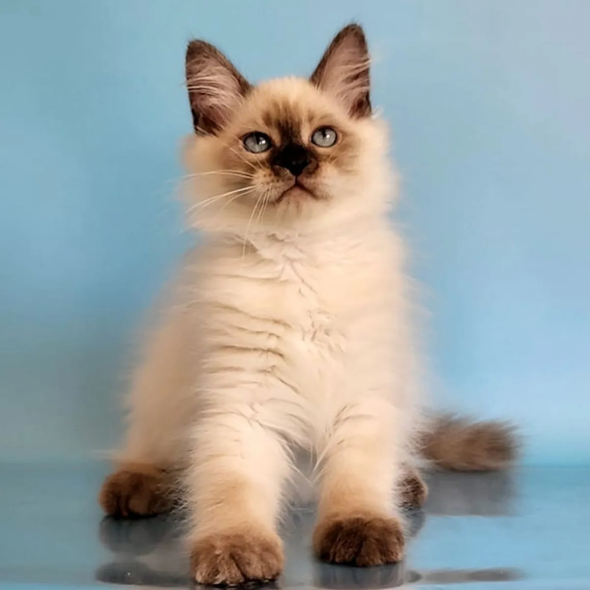 Chatons Sibériens à Adopter