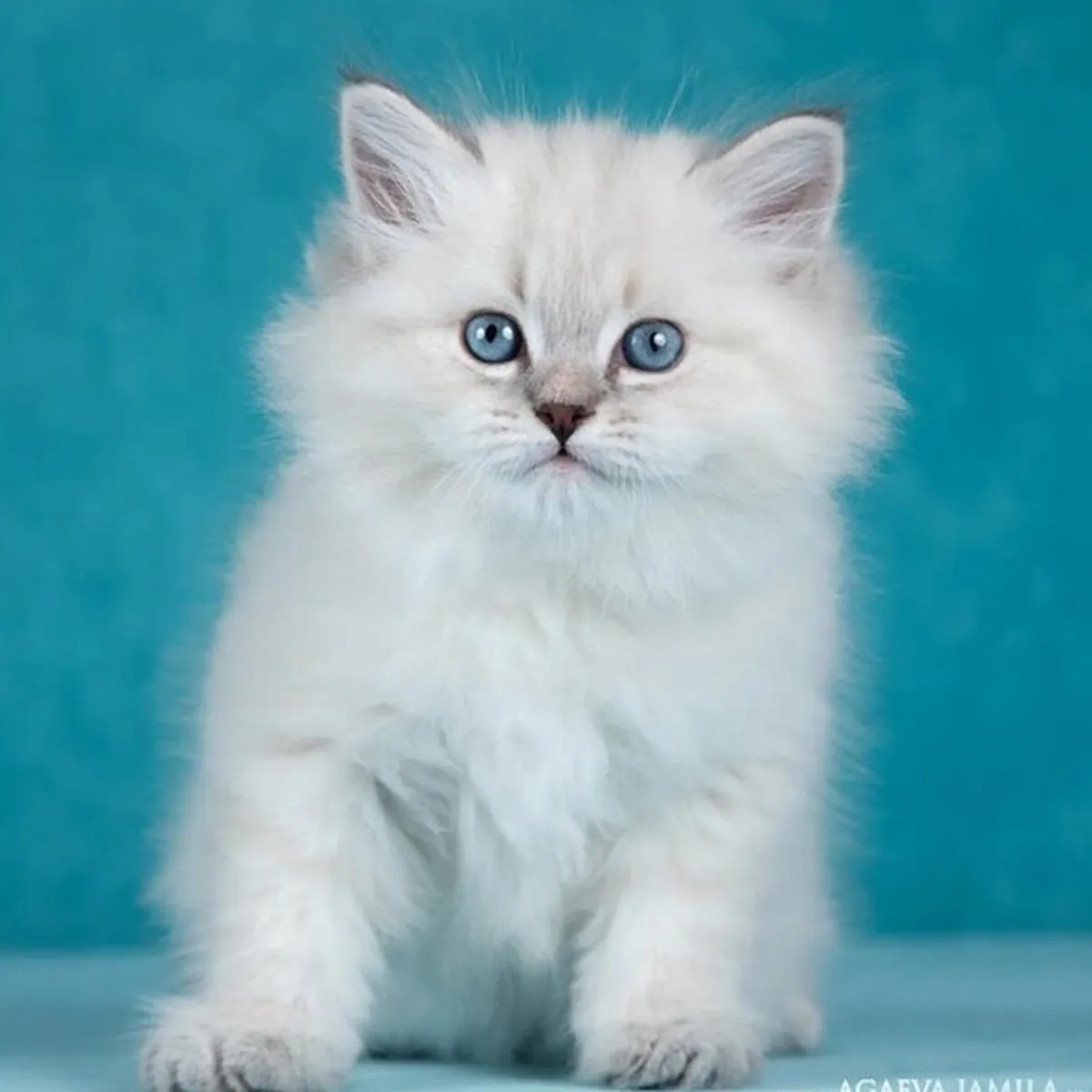Chatons Sibériens à Adopter
