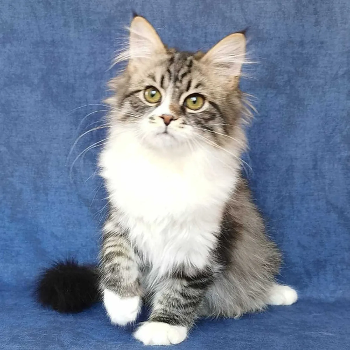 Chatons Sibériens à Adopter
