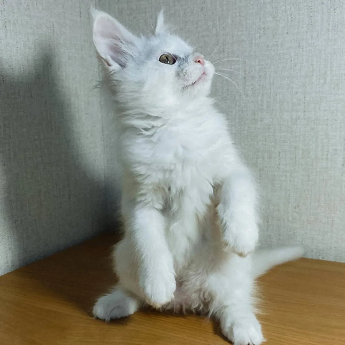 缅因库恩小猫寻找永远的爱心家庭！